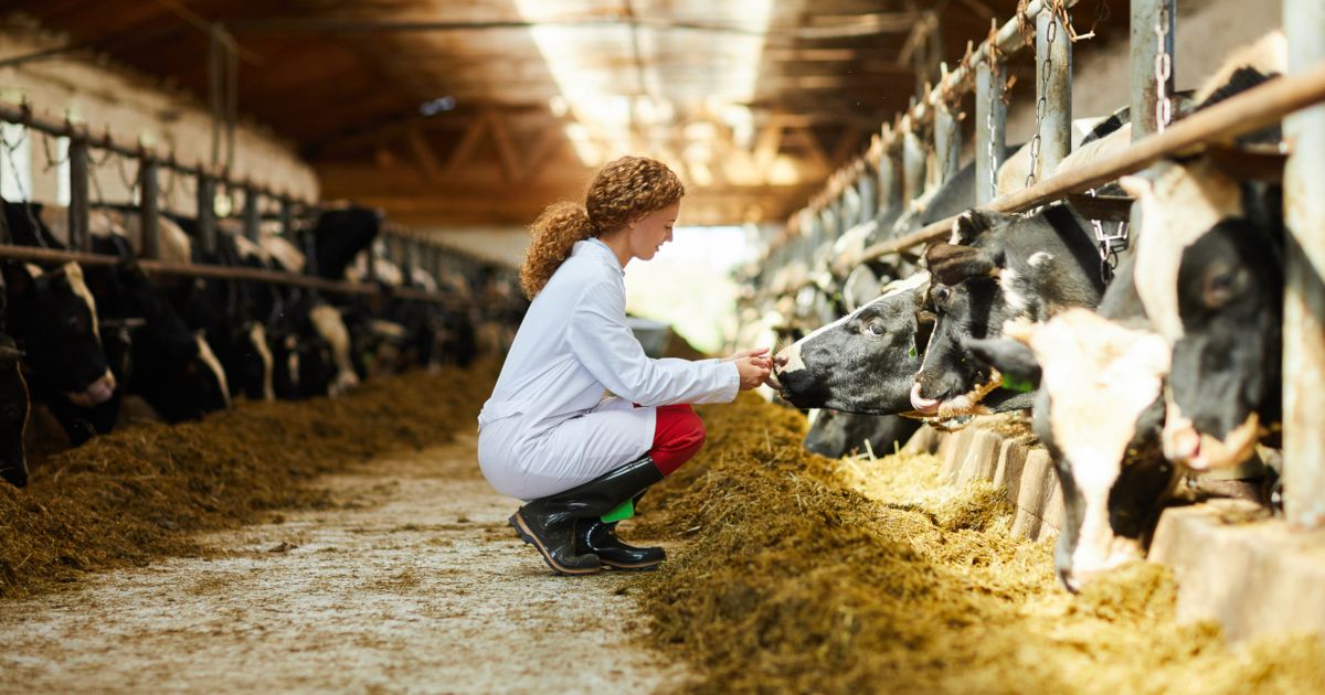 veterinarian_cows_farm_dairy_cattle_1200x630